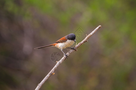 栖息在树枝上的缅甸伯劳鸟图片