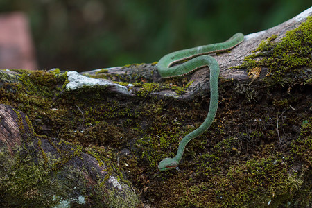 波普泰国森林中的青蛇TrimeresurusPopeiapopeiorum背景图片