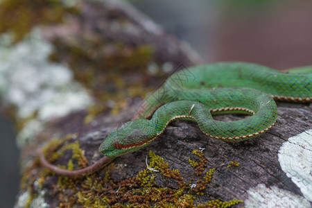 波普泰国森林中的青蛇TrimeresurusPopeiapopeiorum背景图片