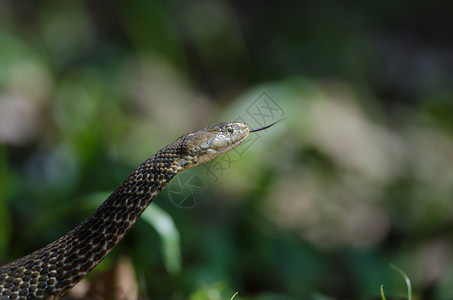 泰国森林中的吉勒贝克蛇XenochrophisSiscator图片