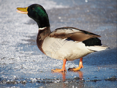 冬天在湖边的鸭子图片