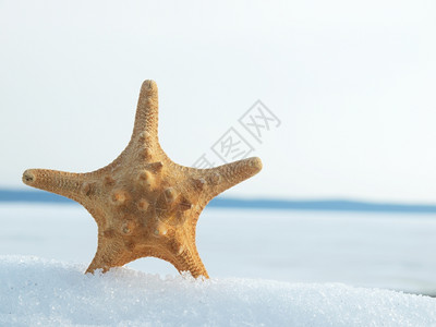 雪上海星图片