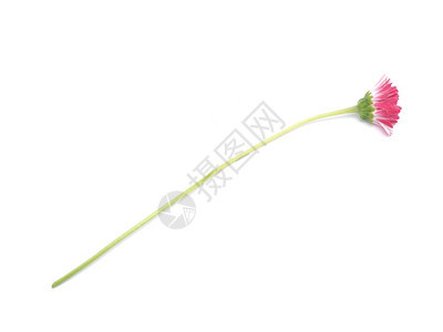白色背景的粉红菊花图片