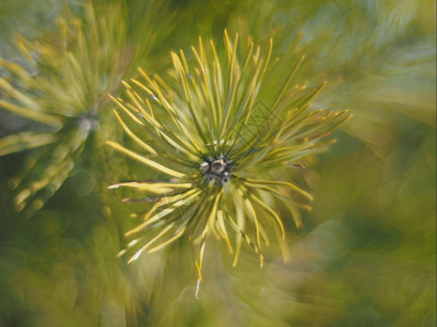 林中松的螺旋图片