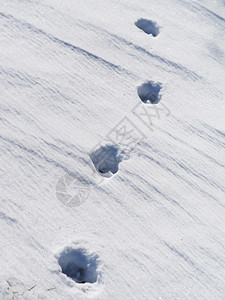 雪中狗脚印图片