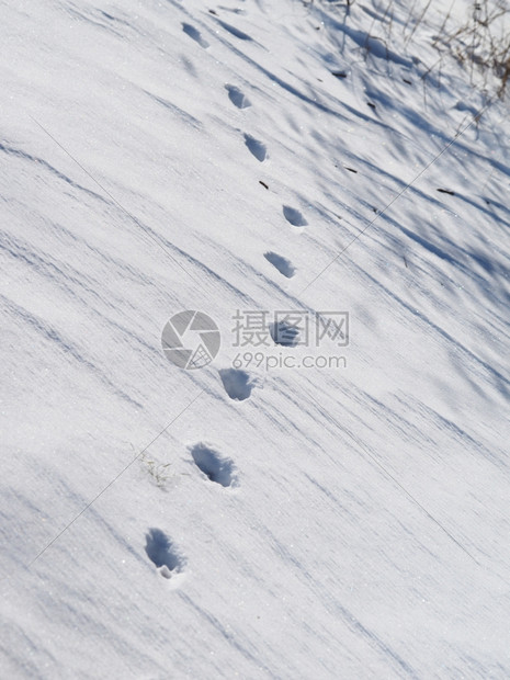 雪中狗脚印