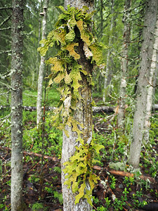 林中树木上的洛巴利亚肺病背景图片