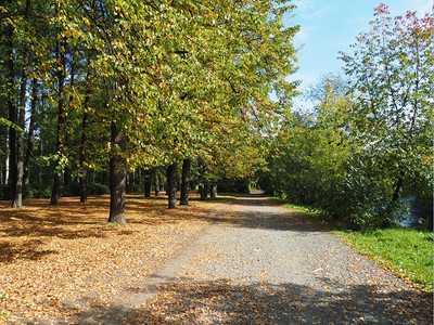 绿树林秋天公园背景