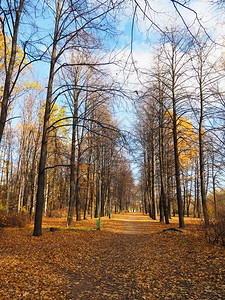 绿树林秋天公园背景