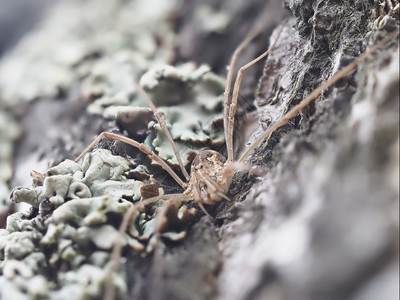 树皮上的收割者蜘蛛图片