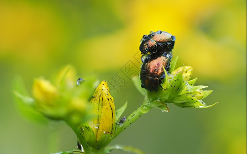 黄色花朵上滴子中的甲虫高清图片