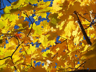 黄色叶丰富多彩的高清图片素材