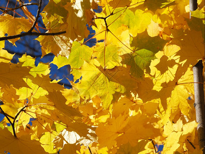 黄色叶十月高清图片素材
