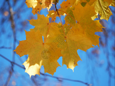 黄色叶季节高清图片素材