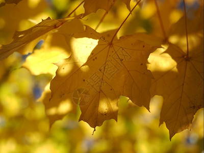 黄色叶季节性的高清图片素材