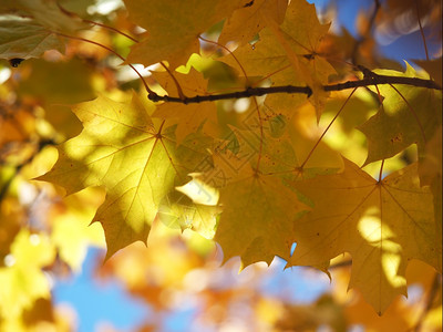 黄色叶树叶高清图片素材