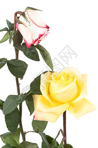 白色背景的两朵干玫瑰图片
