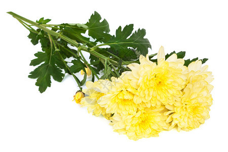 白色背景的黄菊花图片
