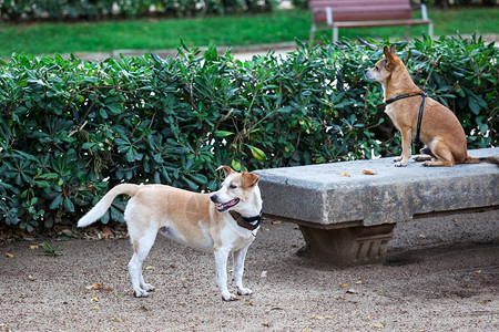 两只狗在一个城市公园里图片