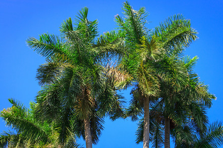 与蓝天相对的椰枣树背景图片