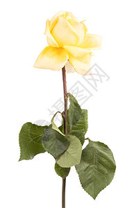 白色背景的黄玫瑰淡色图片