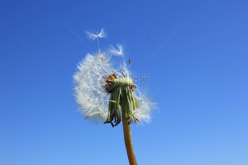 在夏日的阳光下飞翔花朵与清蓝天空相对图片