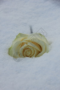 清雪中的象牙白玫瑰图片
