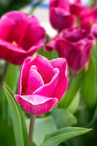 美丽的粉红色郁金香花朵在园里种植绿色的叶子粉红郁金香花朵图片