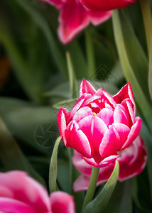 美丽的粉红色郁金香花朵在园里种植绿色的叶子粉红郁金香花朵图片