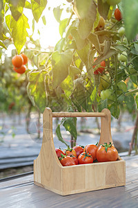 鲜熟的西红柿花园里有木篮子花园里有木篮子图片