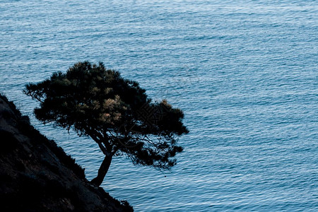 蓝色海景前树影阴图片