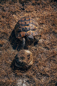 土耳其夏季干草上的地中海龟图片