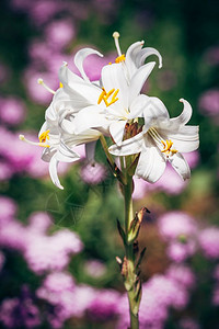 绿色紫花背景的白百合图片