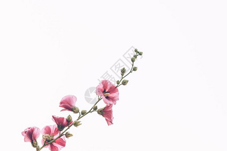 白色背景的美丽粉红玫瑰花柱图片