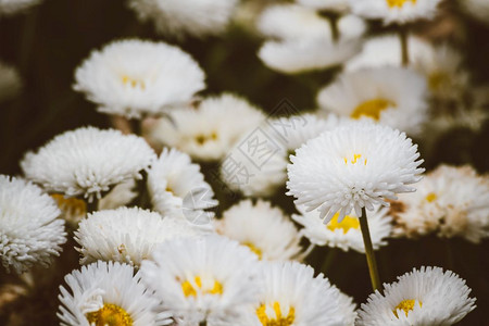 白色小邹菊花绿色花园中的白菊背景