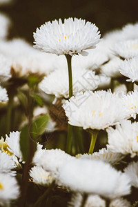 绿色花园中的白菊图片