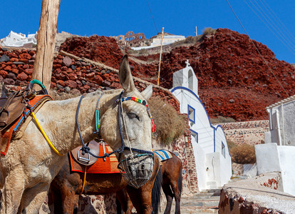 将游客从港口运送到位于山顶的Oia村驴子在Oia村骑马的驴子图片