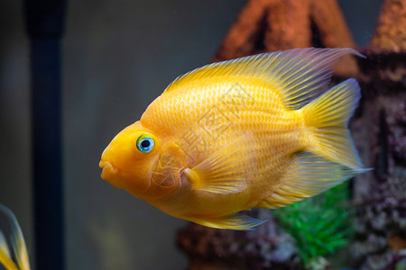 淡水族馆的红鹦鹉Cichlid水族馆鱼关闭图片