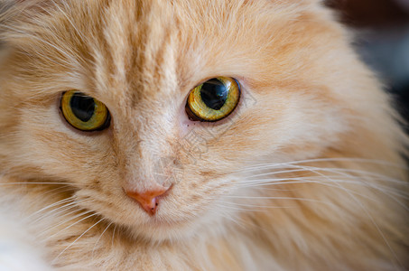 黄眼红猫的表情图片