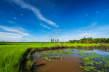 农村有稻田和蓝天的图片