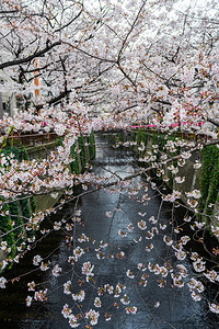 樱花节在梅吉罗河盛开美是最好的享受之地一图片