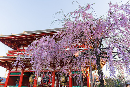 日本东京2019年3月7日本东京Sensoji寺的春樱花图片