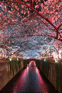 美丽的樱花桃夜晚亮光在日本东京巨江图片