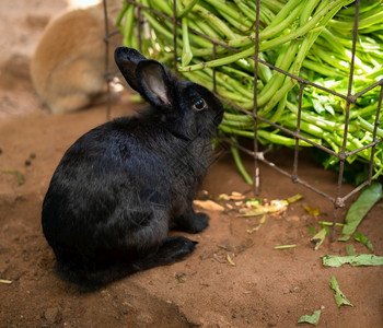 黑兔吃晨光的辉图片