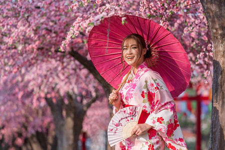 身穿浴衣的妇女手持雨伞和折叠风扇看着樱花或在园中开图片