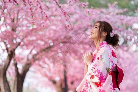 穿着和服的女人看着花园里盛开的樱花或樱花高清图片