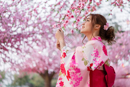 穿着和服的女人看着花园里盛开的樱花或樱花图片