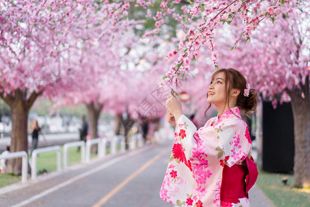 穿着和服的女人看着花园里盛开的樱花或樱花图片