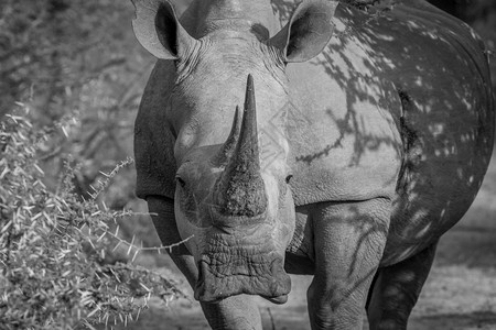 在南非白犀牛以黑镜头看图片
