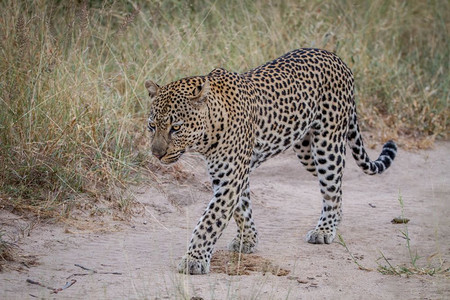 豹子在南非克鲁格公园的沙路上行走图片